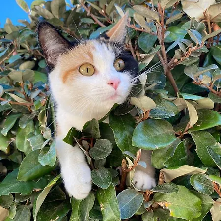 Dependance Nyaraló Tertenìa