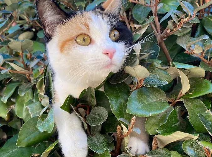 Dependance Casa vacanze Tertenìa